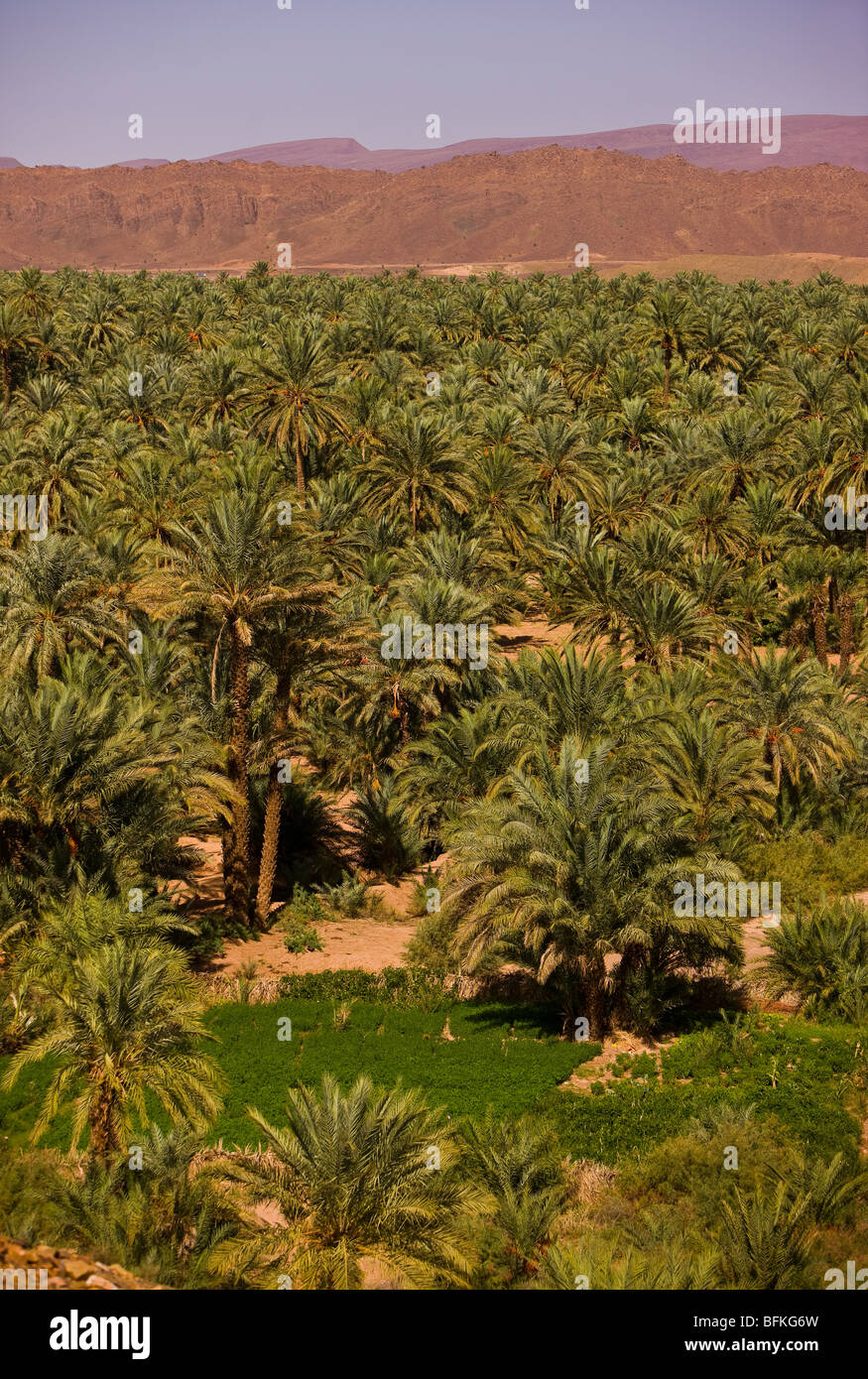 DRAA VALLEY, MOROCCO Date palm tree oasis Stock Photo Alamy