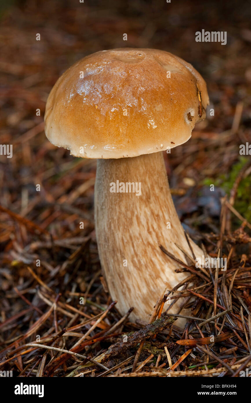 Admirable Bolete, Boletus mirabilis, mushroom Stock Photo