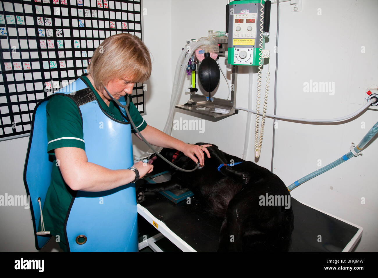 Anaesthetised Dog Being Monitored by a Veterinary Nurse Stock Photo