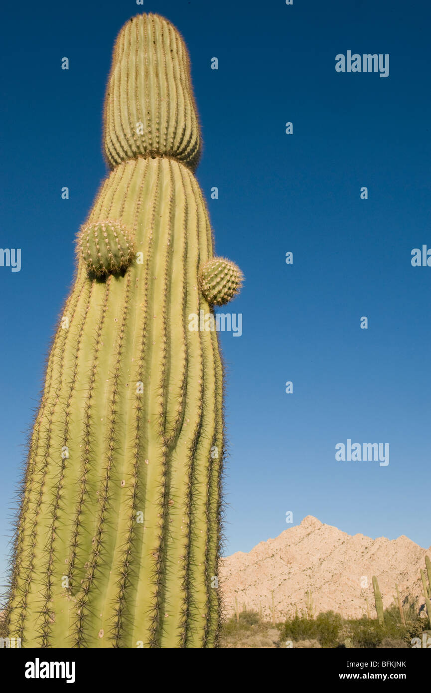 Saguaro Cactus (Carnegiea gigantea) Cabeza Prieta Mountains, Southern Arizona Stock Photo