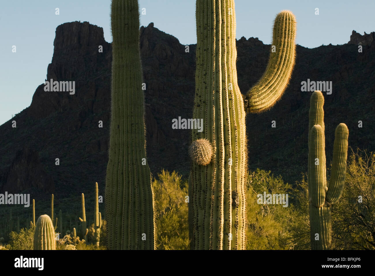 Saguaro Cactus (Carnegiea gigantea) Organ Pipe National Monument, Arizona Stock Photo