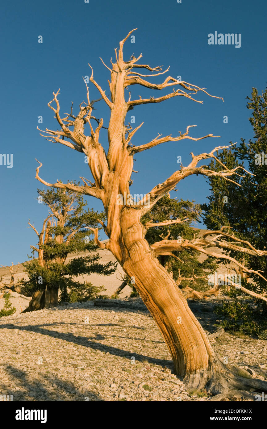 Bristlecone Pine (Pinus longaeva) Ancient trees, Methuselah Grove, White Mountains, California Stock Photo
