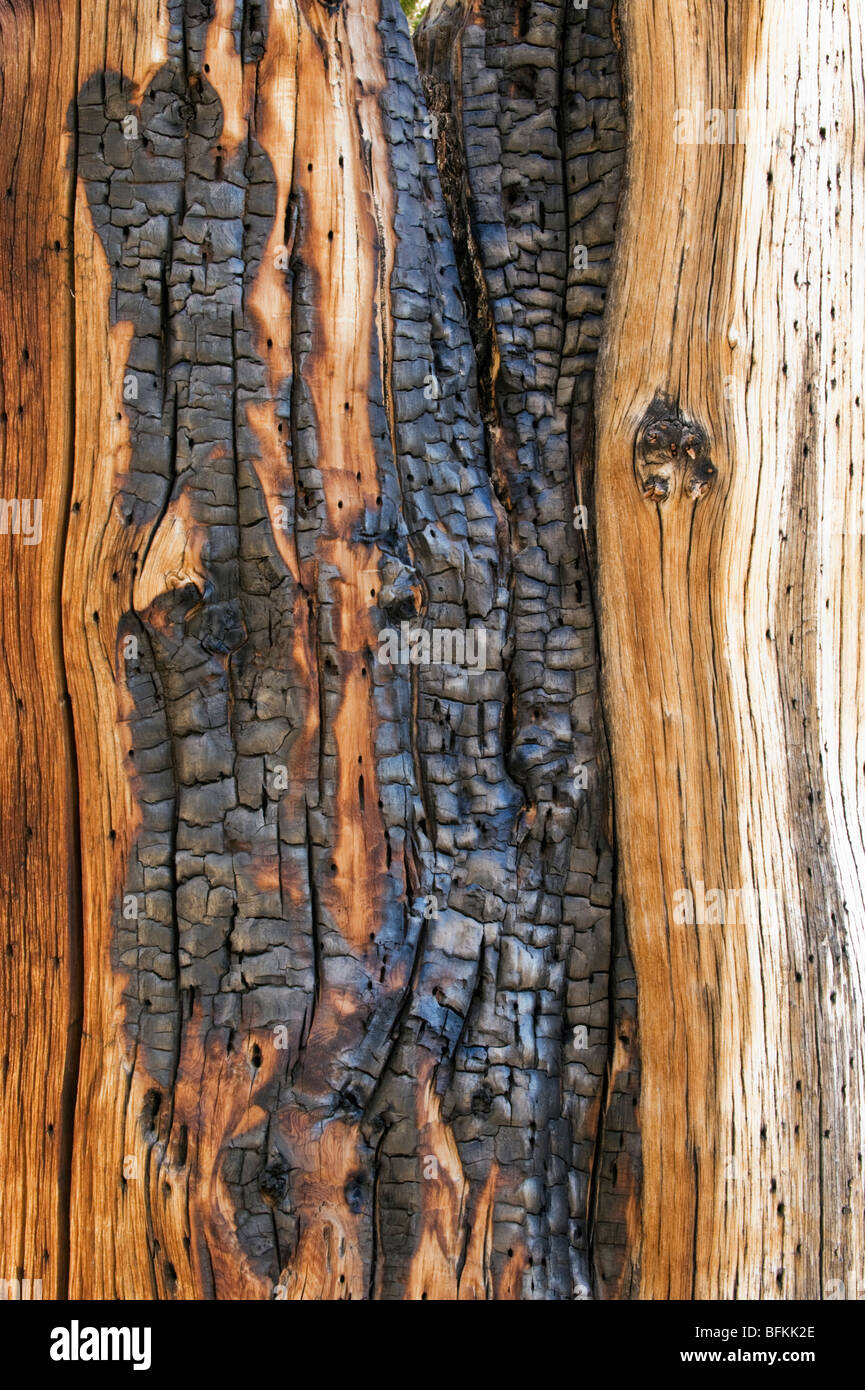 Bristlecone Pine (Pinus longaeva) Detail of ancient wood textures, Methuselah Grove, White Mountains, California Stock Photo
