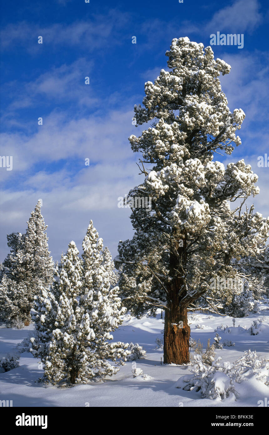A midwinter snowfall in the Badlands Wilderness near Bend, Oregon Stock