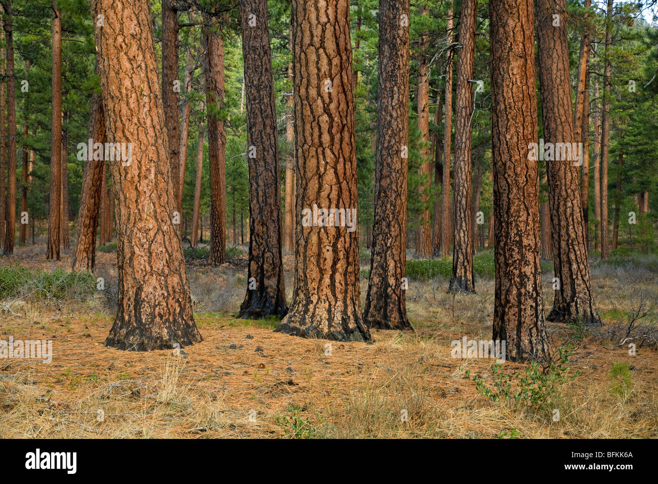 Ponderosa pine trees hires stock photography and images Alamy