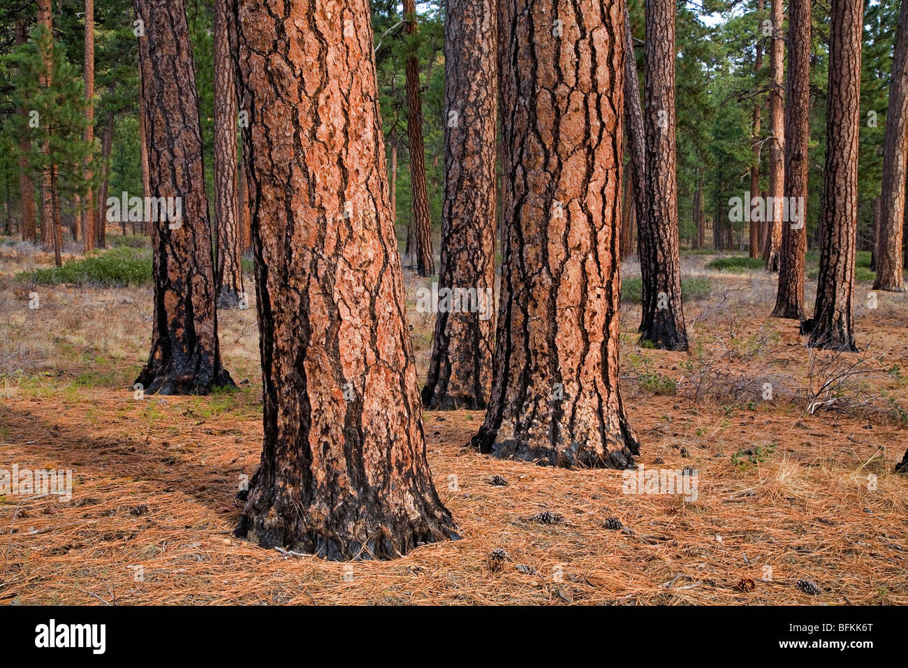 Old growth ponderosa pine trees in a forest in the Cascade Mountains of