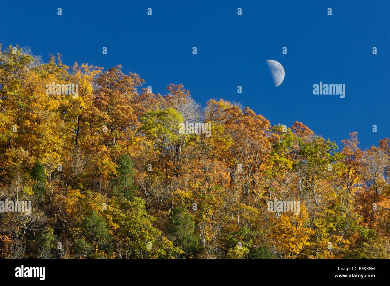 Autumn Color on Pine Mountain with First Quarter Moon against Blue Sky in Letcher County, Kentucky Stock Photo