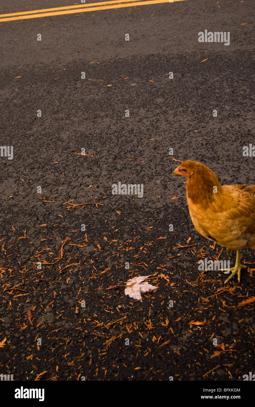 A chicken contemplates crossing the road. Stock Photo