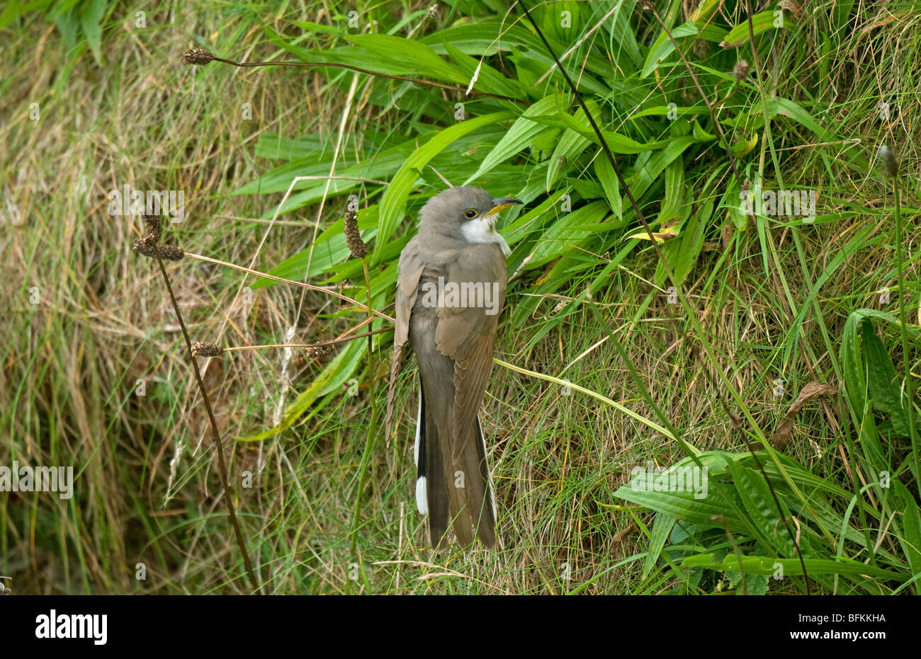 Yellow-billed Cuckoo in Orkney UK Stock Photo