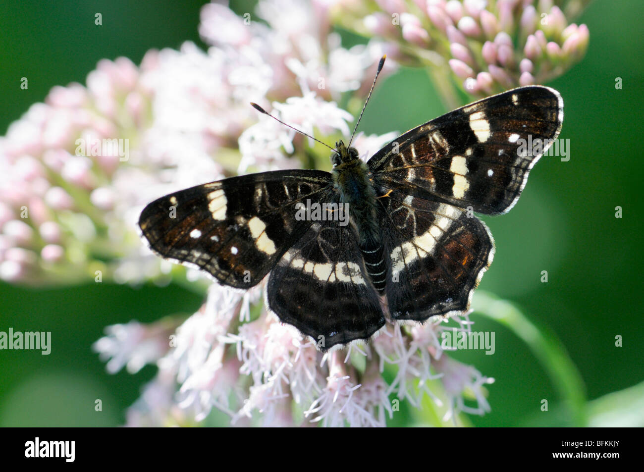 Map Butterfly (summer form) Araschnia levana. Forewing, Slovenia, August Stock Photo