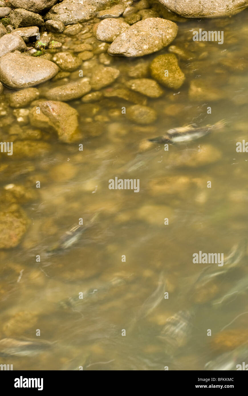 Salmon spawning in the Skagit River. Stock Photo