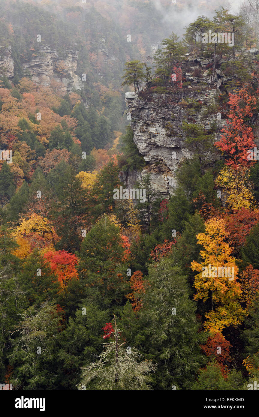 Mist and Autumn Color in Fall Creek Falls State Park in Tennessee Stock Photo