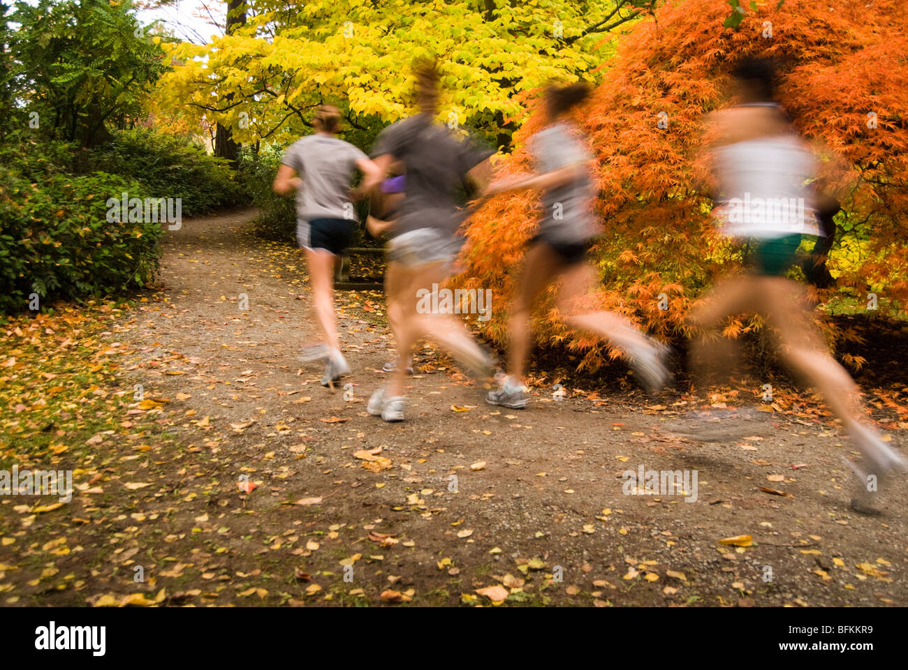 A group of female runners in the Washington Park Arboretum in Seattle, Washington. Stock Photo