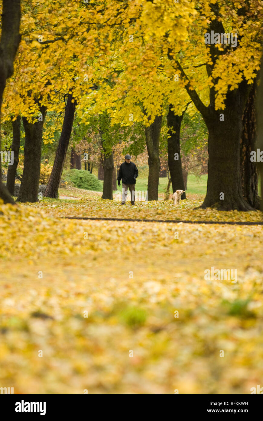 A man walks his dog along S. Manito Blvd near Manito Park in Spokane, Washington. Stock Photo