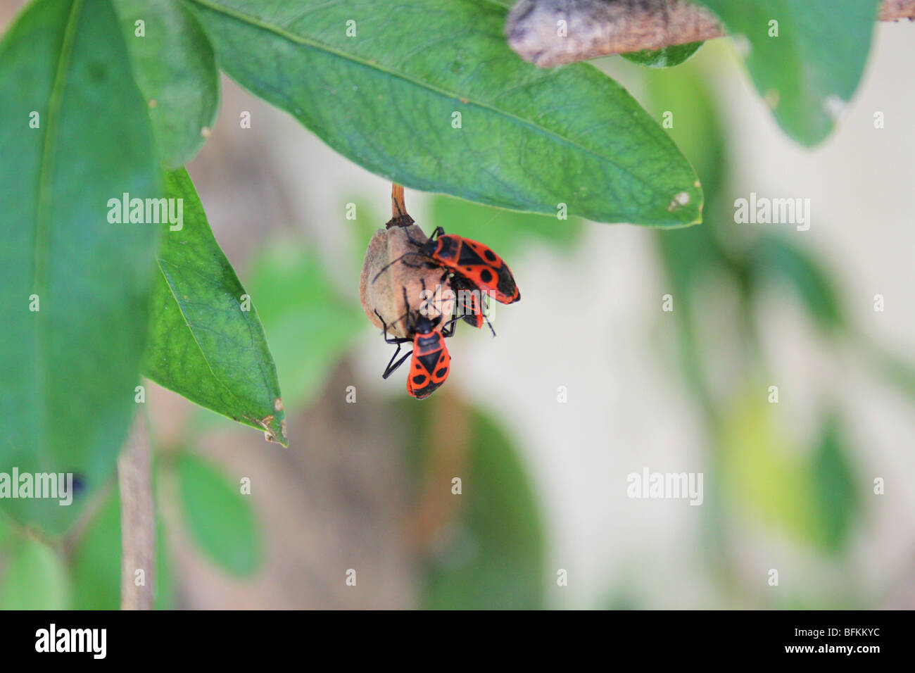 Gendarme or firebug often seen mating or eating plant seeds, Lascours, Languedoc, France Stock Photo
