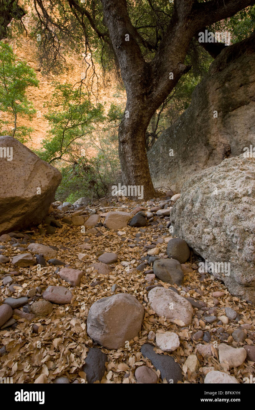 Aravaipa creek hires stock photography and images Alamy