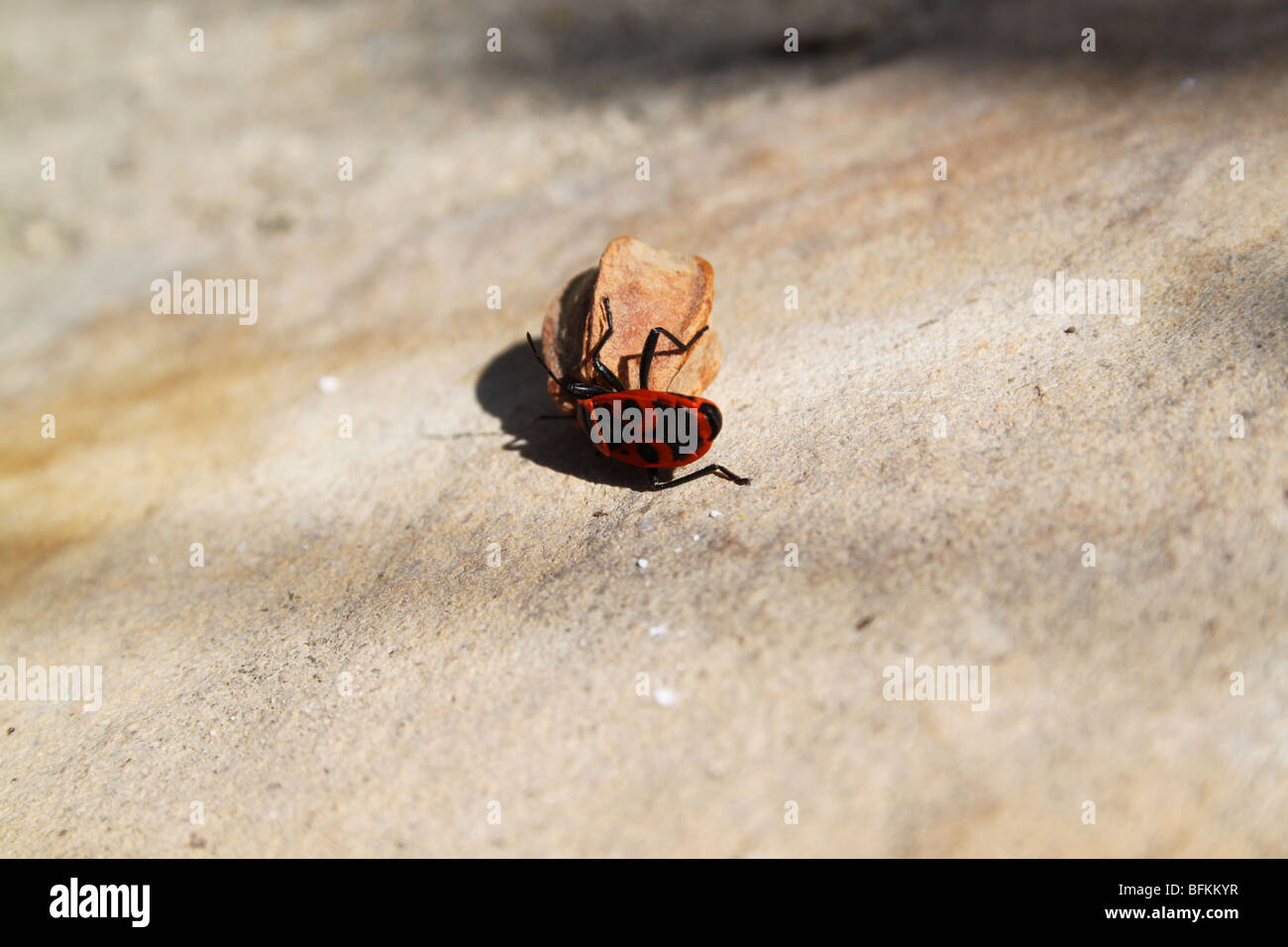 Gendarme or firebug often seen mating or eating plant seeds, Lascours, Languedoc, France Stock Photo