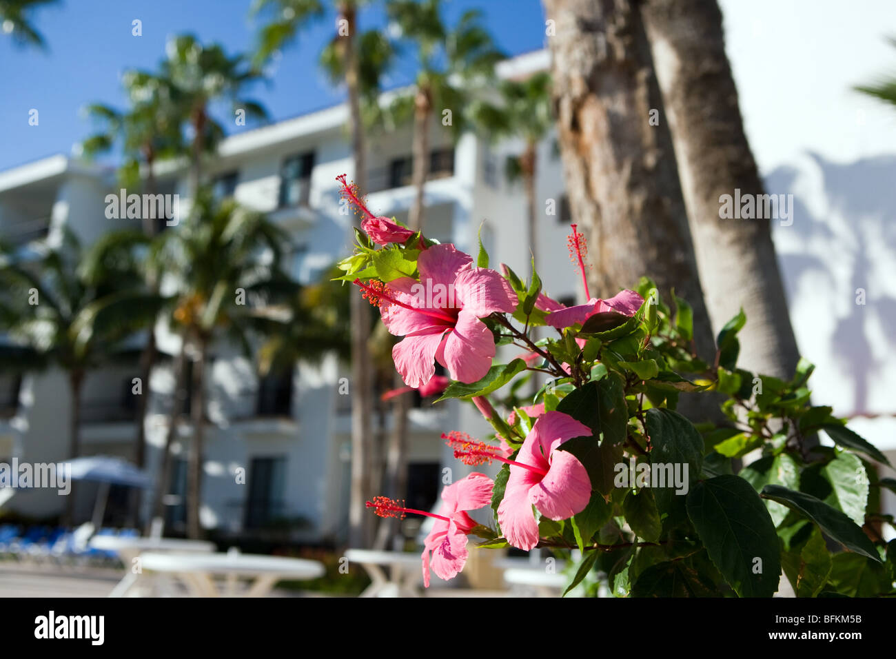 Flowers adorn the grounds at Club International de Cancun, one on Cancun's many resorts Stock Photo