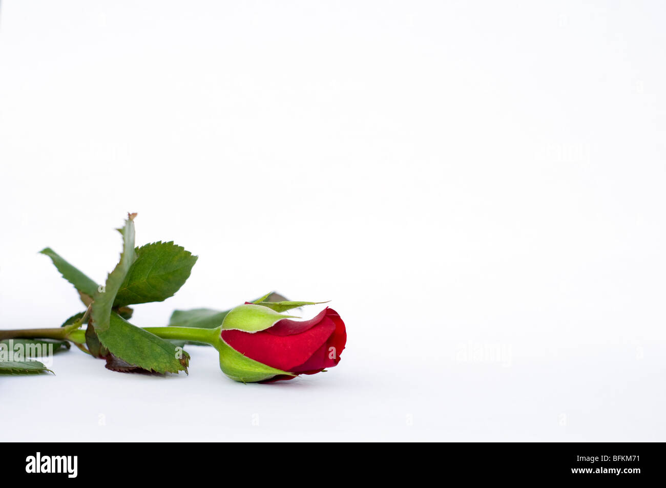 A single red rose on a white background Stock Photo - Alamy