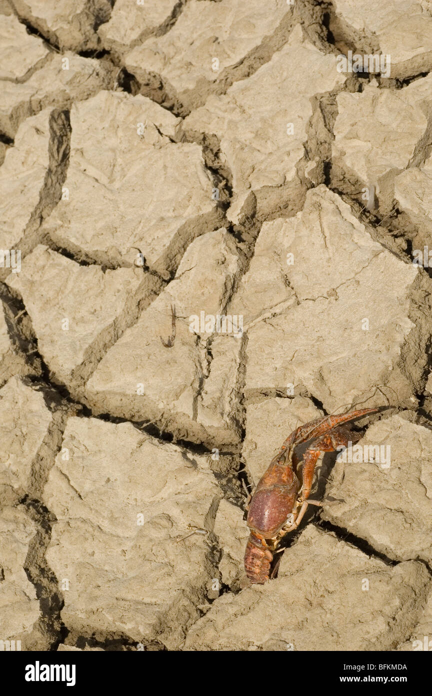 Red swamp crayfish corpse (Procambarus clarkii) on drought land. Stock Photo