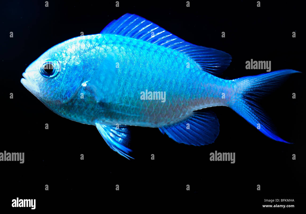 Chromis fish blue damsel black back ground Stock Photo