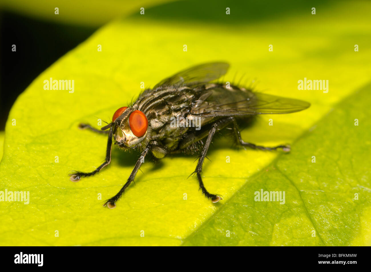 Flesh Fly (Sarcophaga carnaria) Kent, UK. August Stock Photo