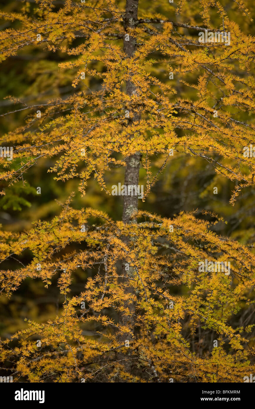 American Larch Tree (Larix laricina) in Autumn - Adirondack Mountains in upstate New York - USA Stock Photo