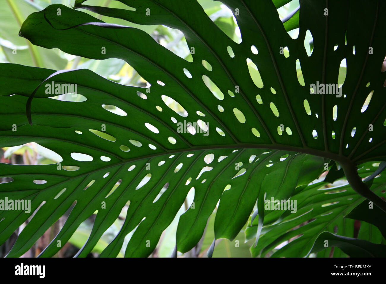 Large Philodendron Leaf Taken In Arusha,Tanzania Stock Photo