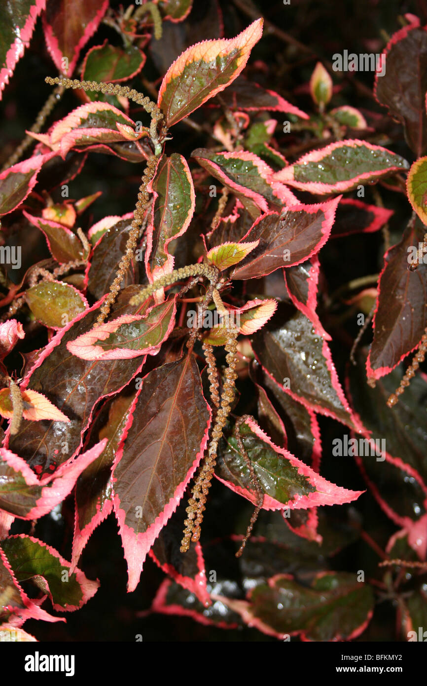 Variegated Leaves Of Copper Leaf (aka Beefsteak Plant) Acalypha wilkesiana Taken In Karatu, Tanzania Stock Photo