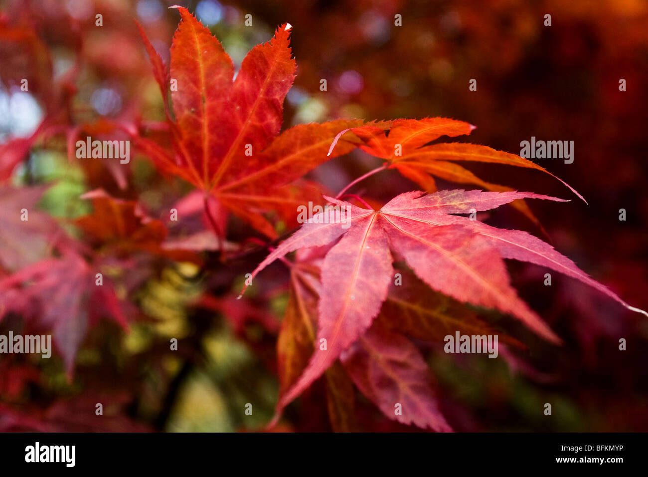 Japanese Maple Leaf at Westonbirt Arboretum Stock Photo