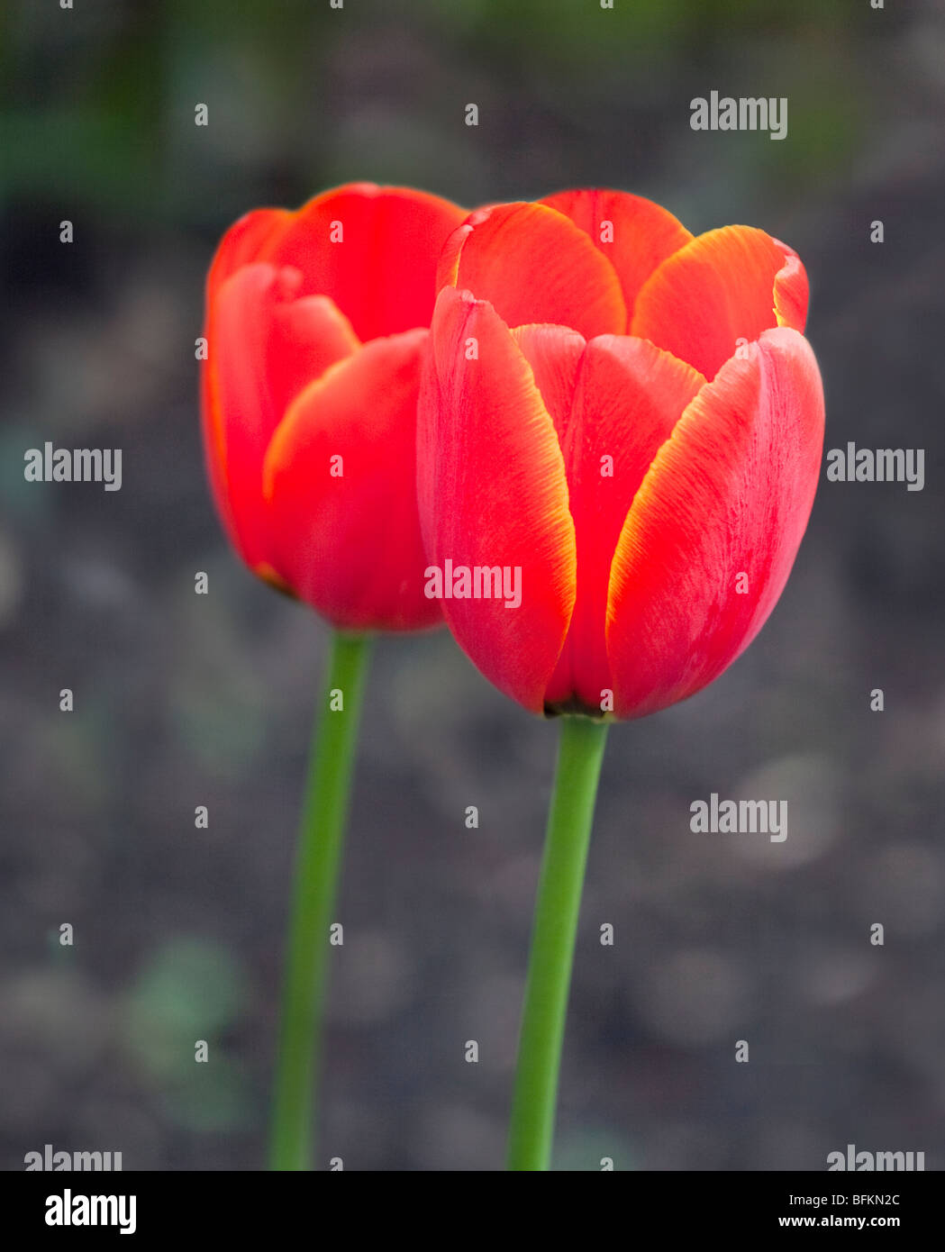 Tulip World's Favourite Stock Photo - Alamy