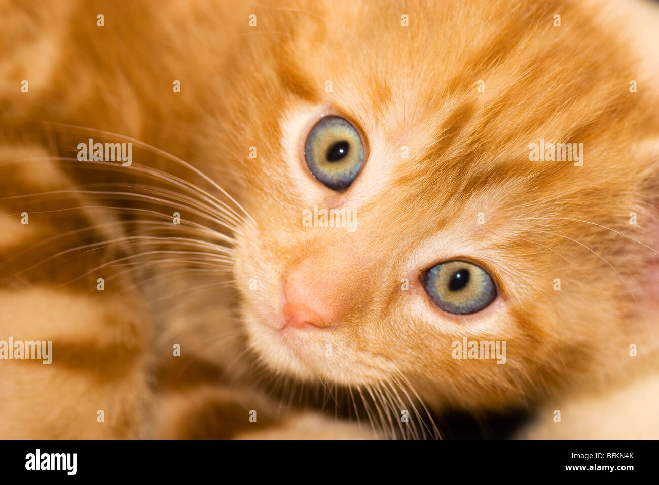 Ginger Tabby Kitten Stock Photo Alamy
