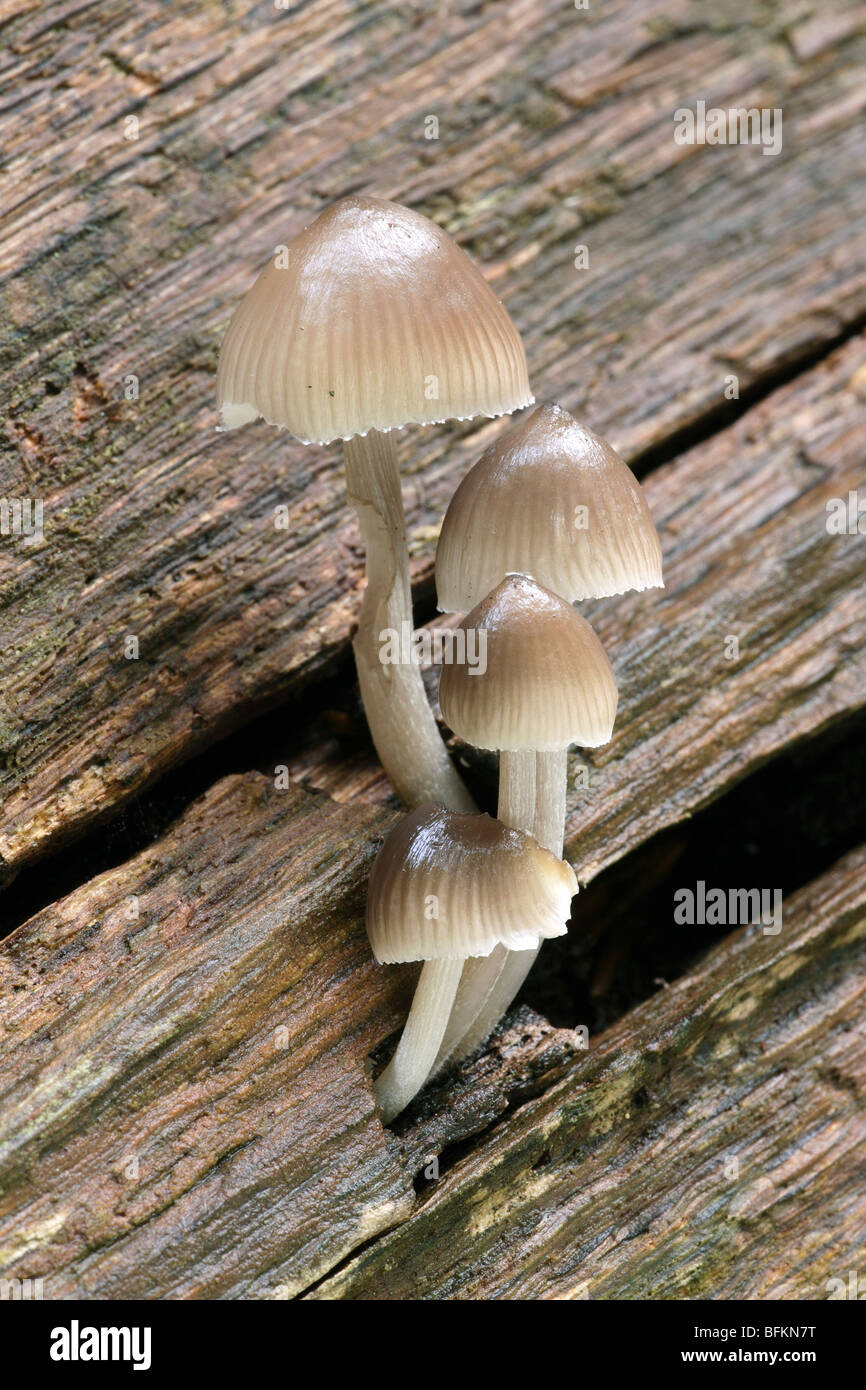 Mycena inclinata Fungus on Tree in Sussex, UK Stock Photo