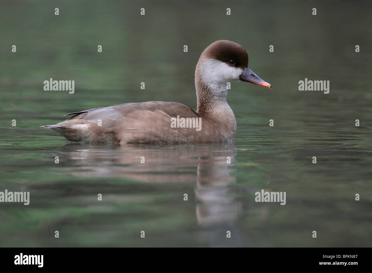 Red-crested Pochard Female, Netta rufina on lake in Sussex, UK Stock Photo