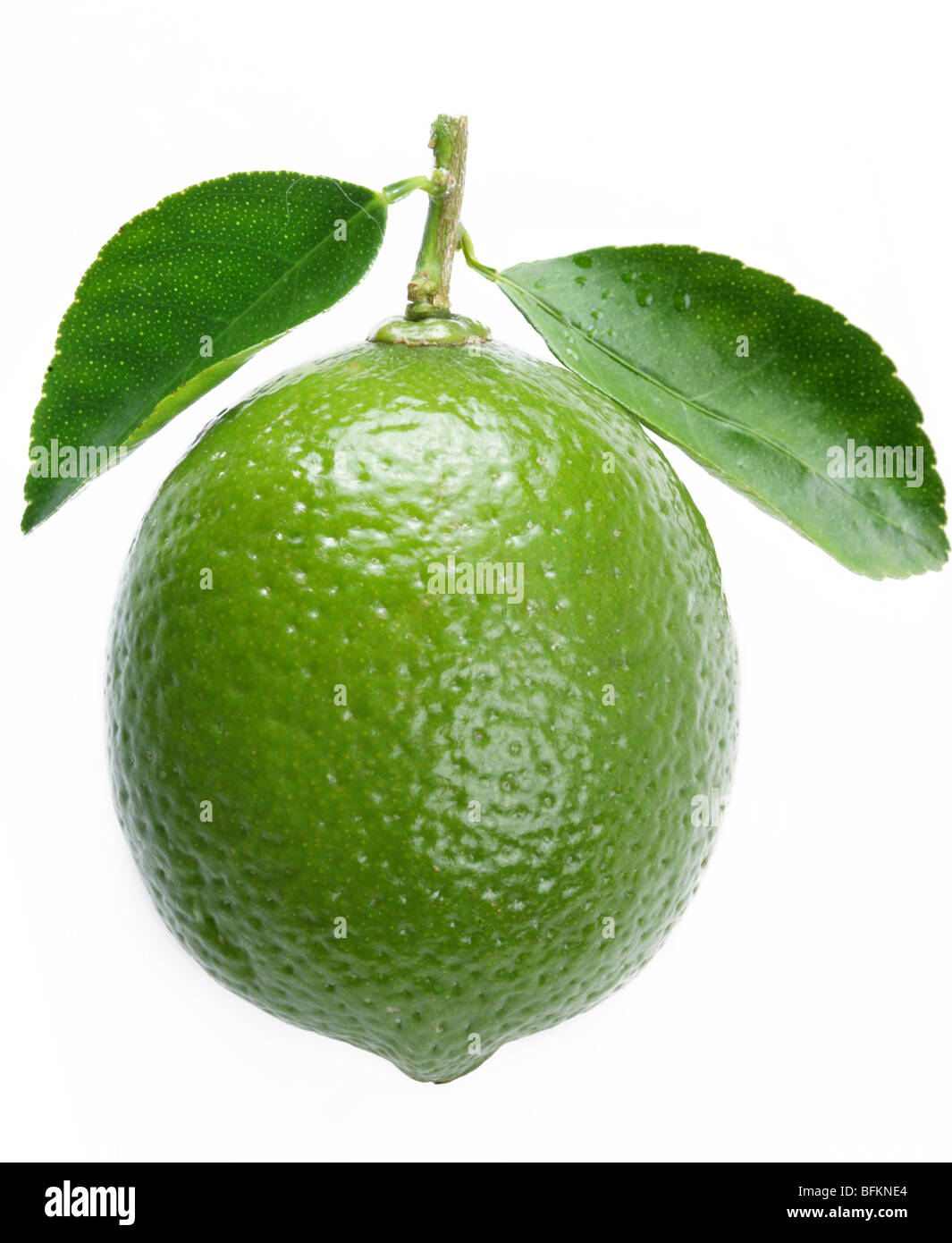Lime with leaves on a white background Stock Photo