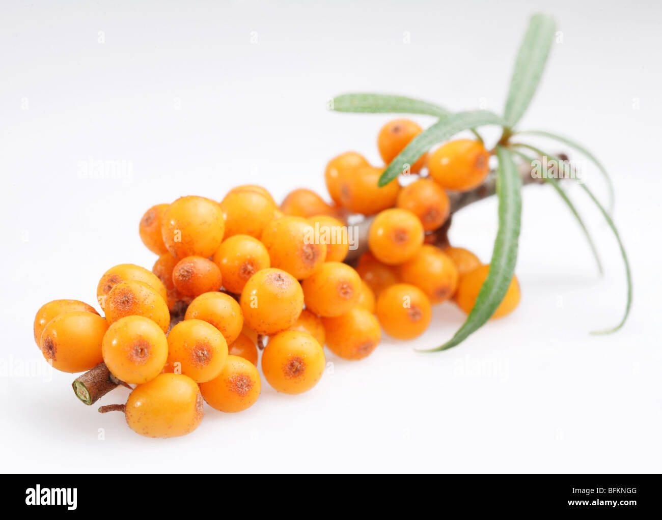 Sea buckthorn on a white background Stock Photo
