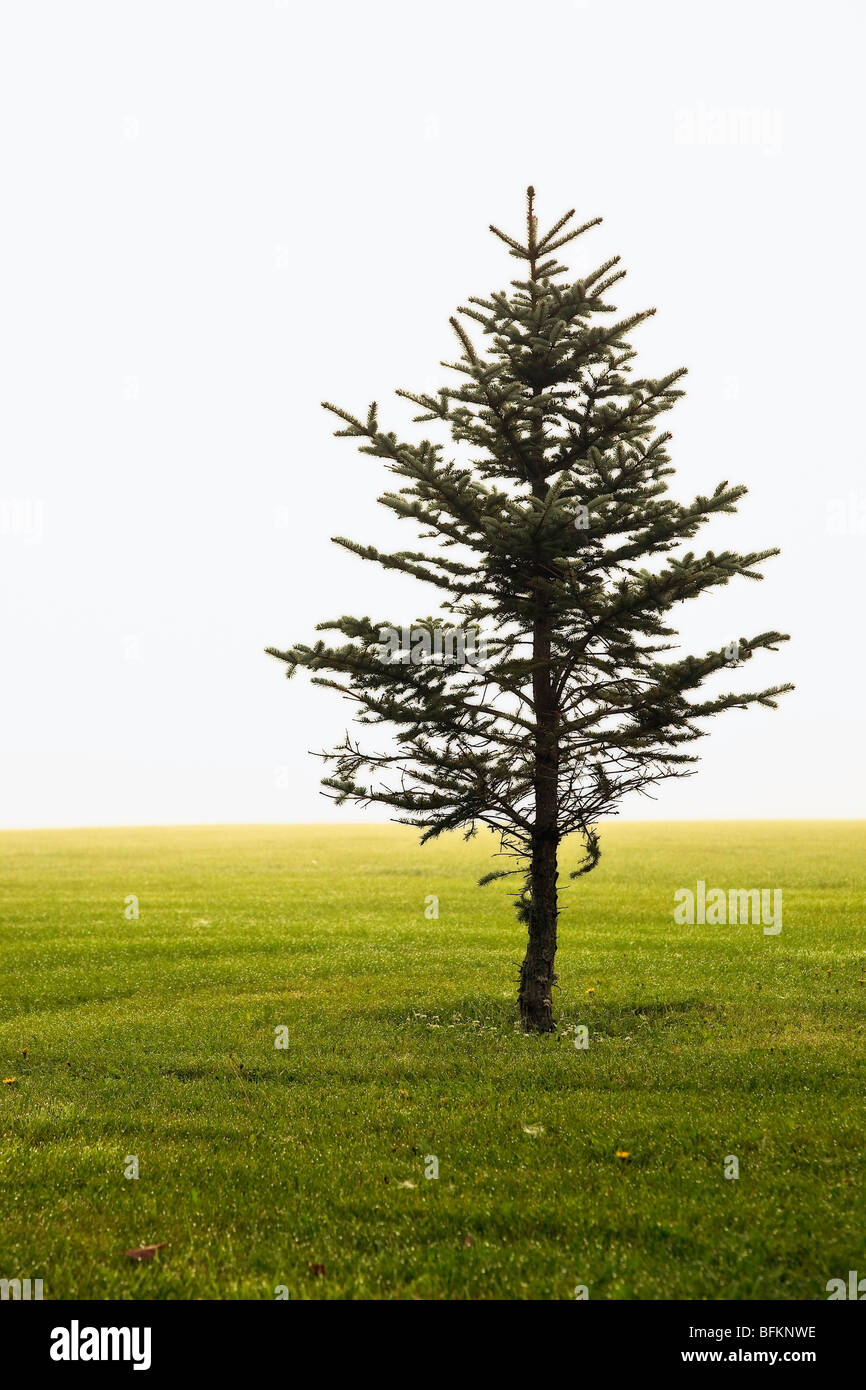 Spruce tree on a foggy morning.  Assiniboine Park, Winnipeg, Manitoba, Canada. Stock Photo