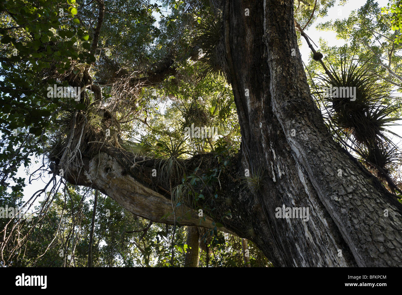 Massive old mahogany tree in Mahogany Hammock, Everglades National Park, Florida, USA Stock Photo