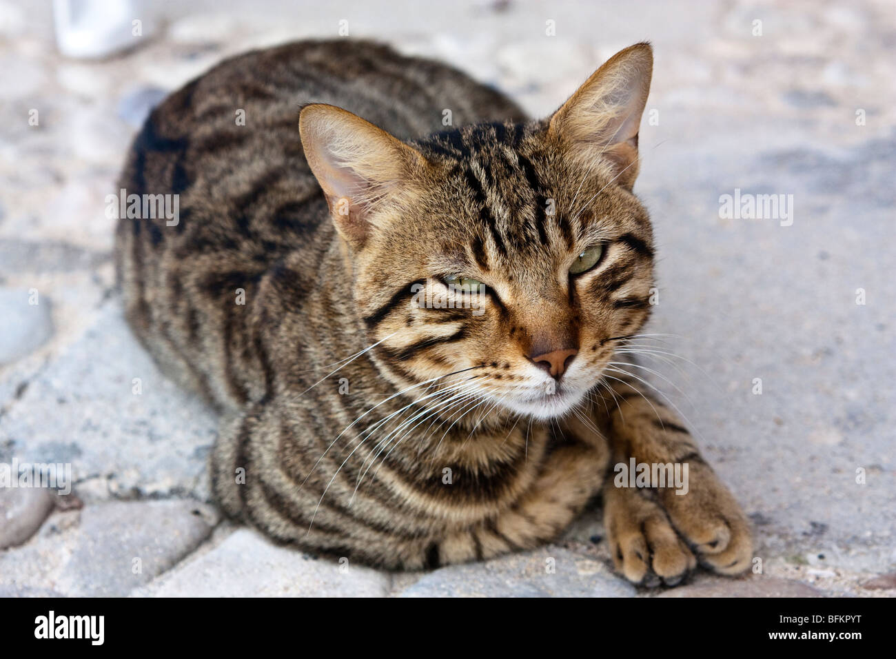 Tabby cat living at a Cuban resort Stock Photo