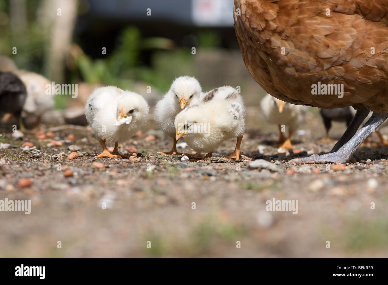day old chicks Stock Photo