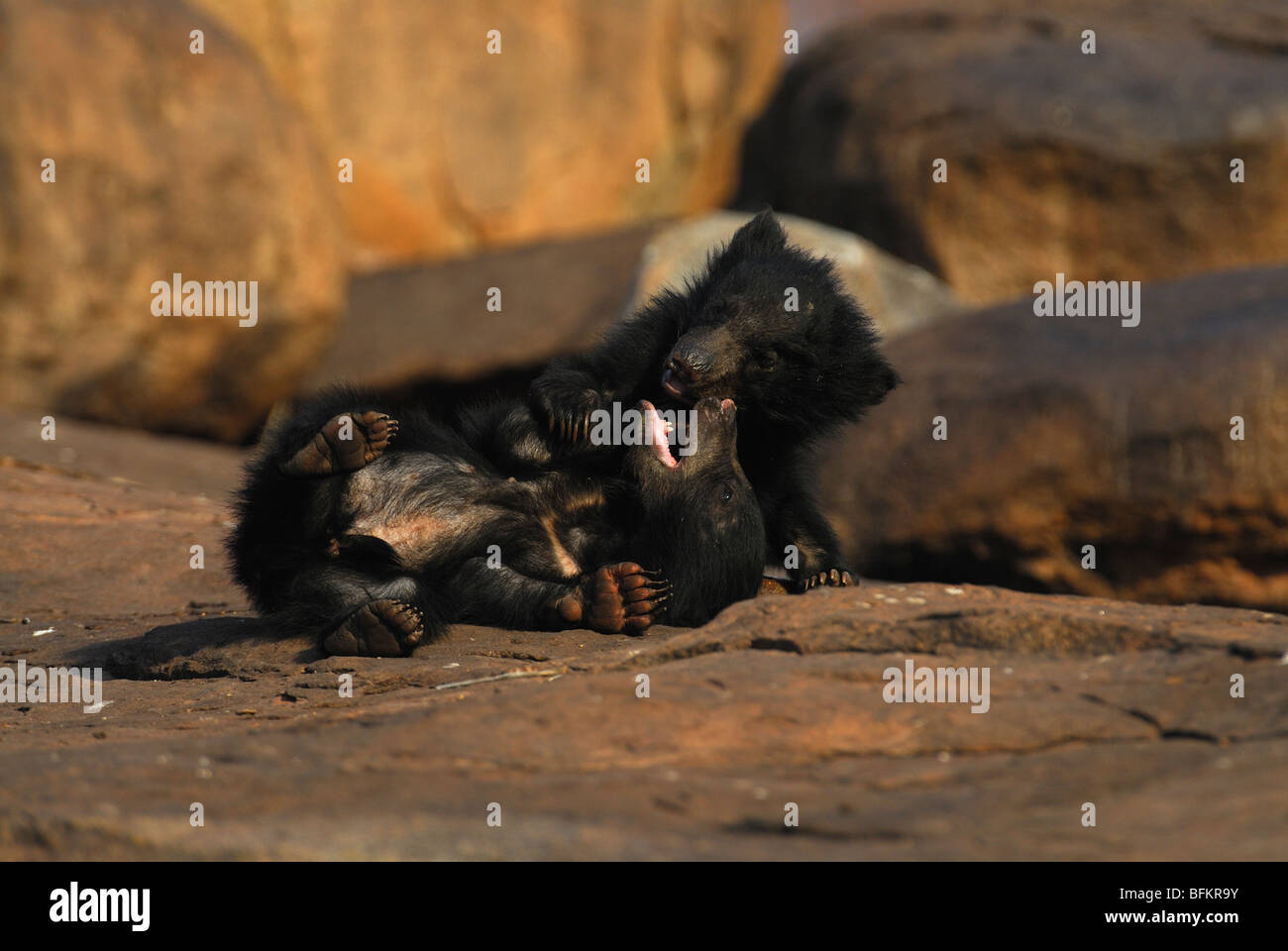 Sloth Bear Cubs Fighting Stock Photo - Alamy
