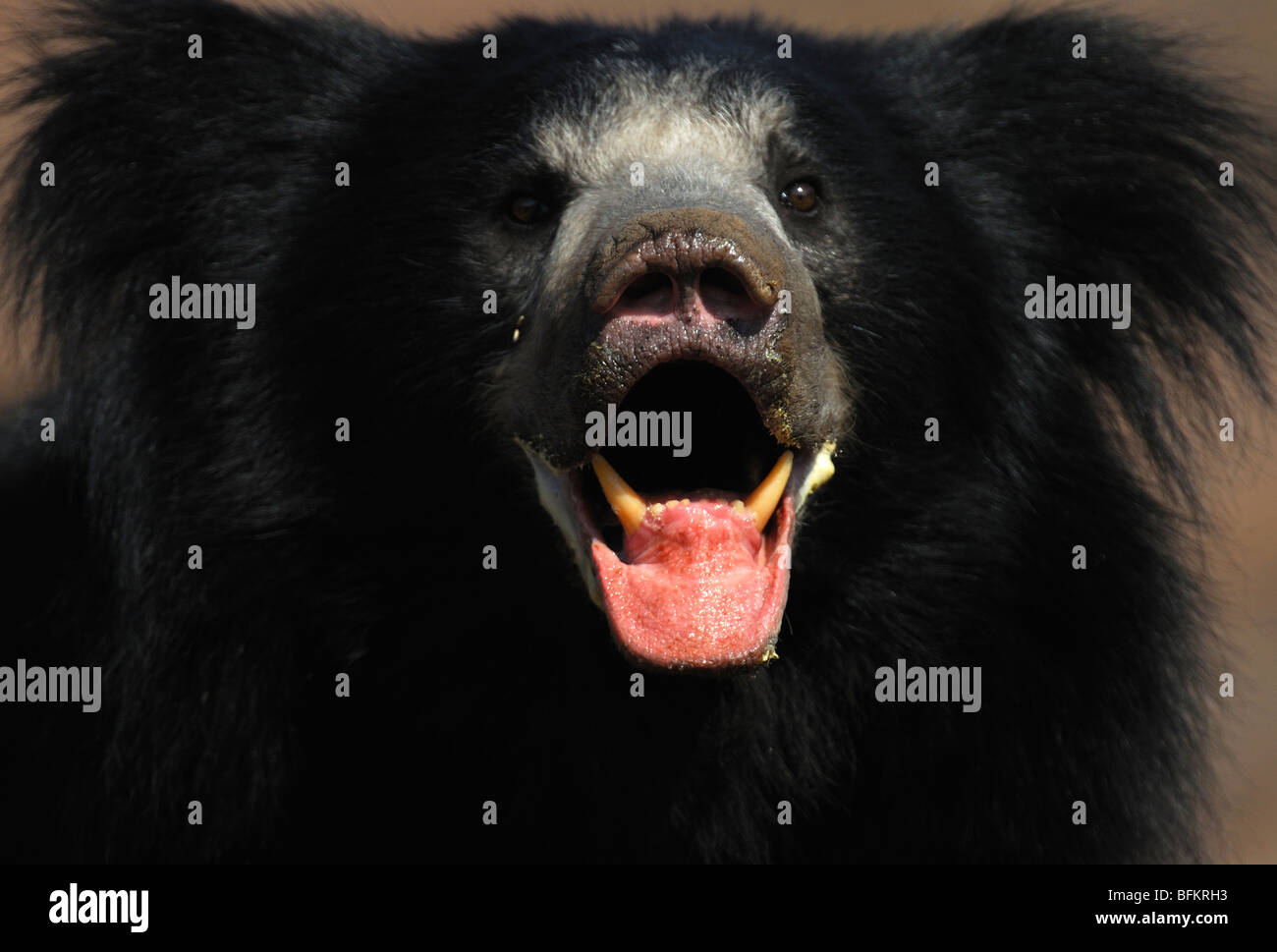 Sloth Bear Portrait Stock Photo - Alamy
