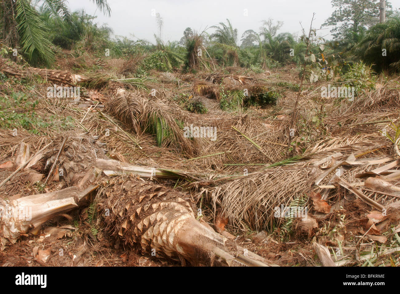 Felled Palm trees in a palm plantation. Busua Ghana. West Africa. Stock Photo