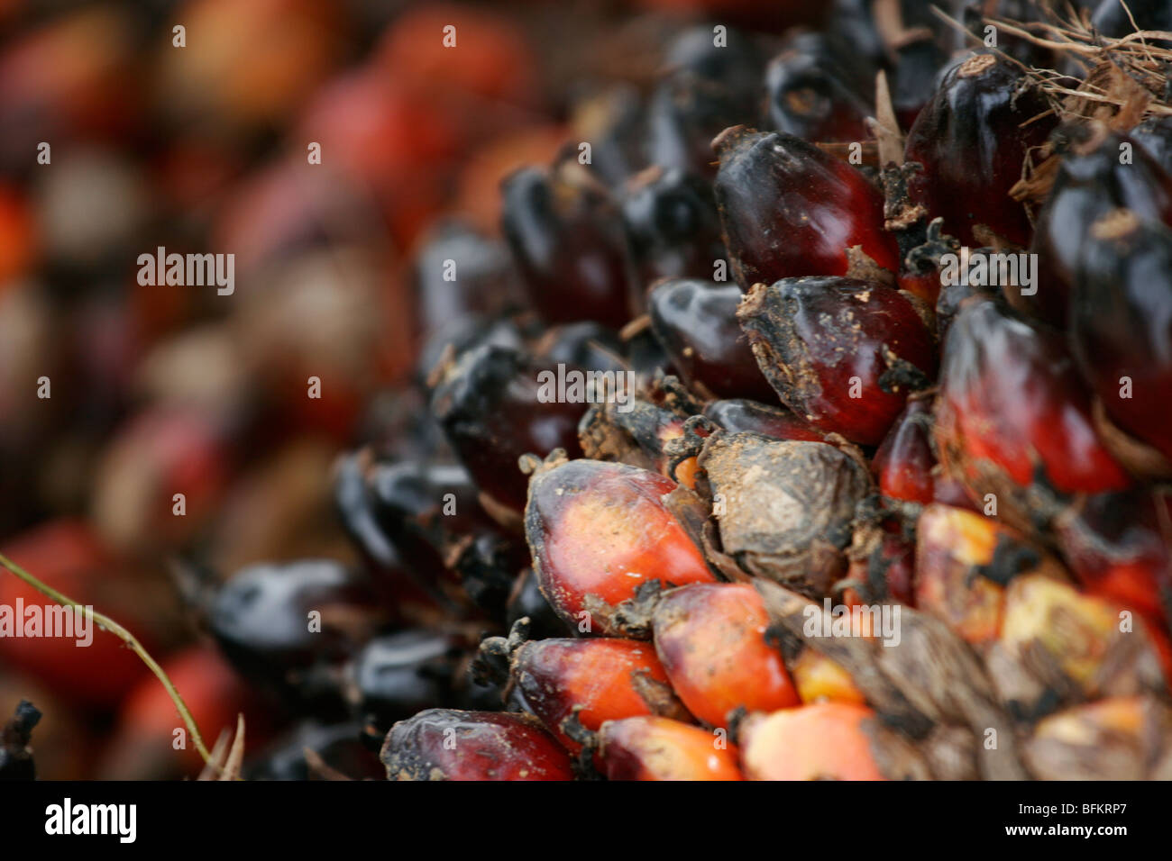 Detail of Palm seeds containing palm oil. For sale at the side of the road. Busua near Takoradi. Ghana. Stock Photo