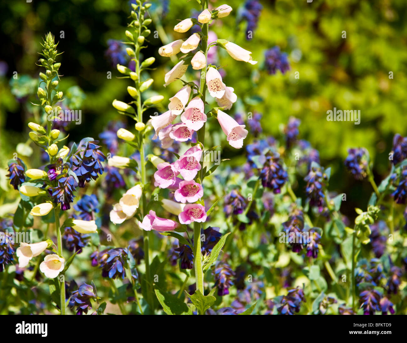 Foxgloves or Digitalis and Cerinthe Major Purpurascens or Honeywort in a small English garden Stock Photo