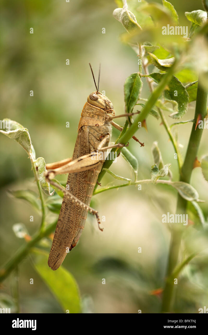 Locust insect hi-res stock photography and images - Alamy