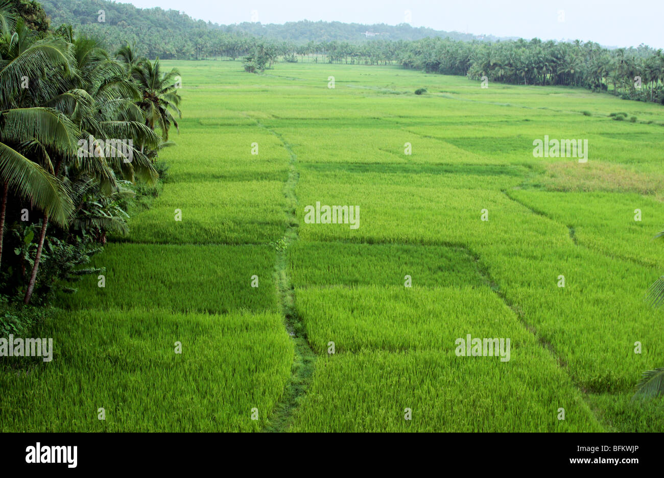 Paddy field of kerala hires stock photography and images Alamy