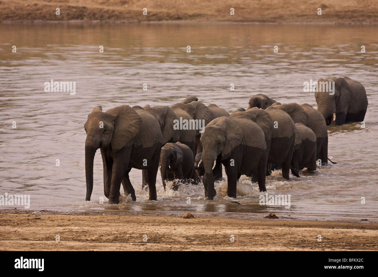 African elephants crossing a river Stock Photo - Alamy