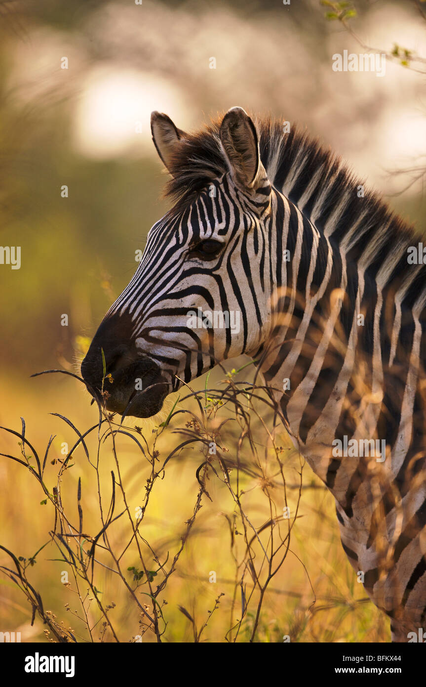 Zebra portrait Stock Photo