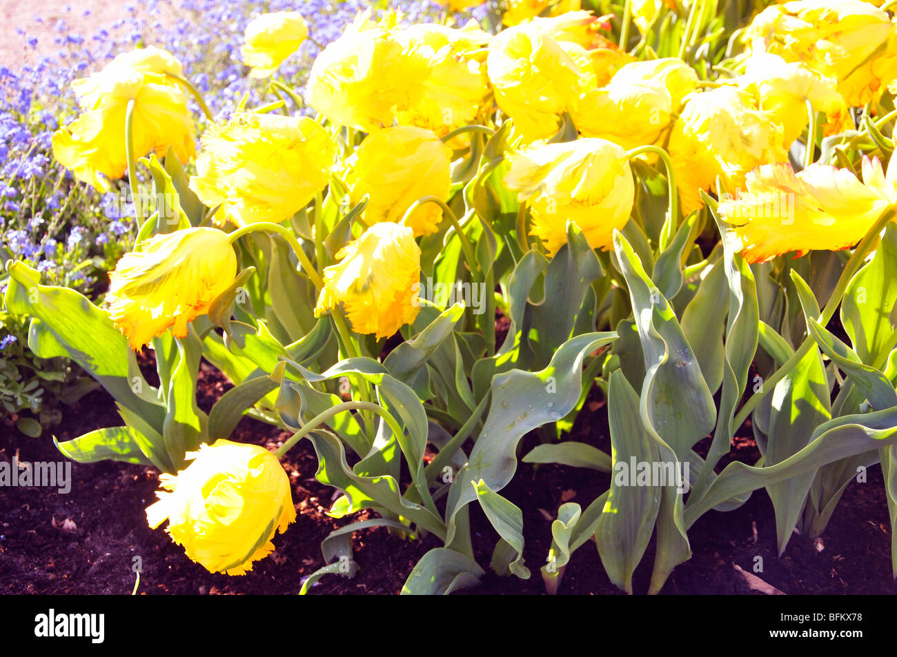 Yellow fringed tulips Stock Photo Alamy